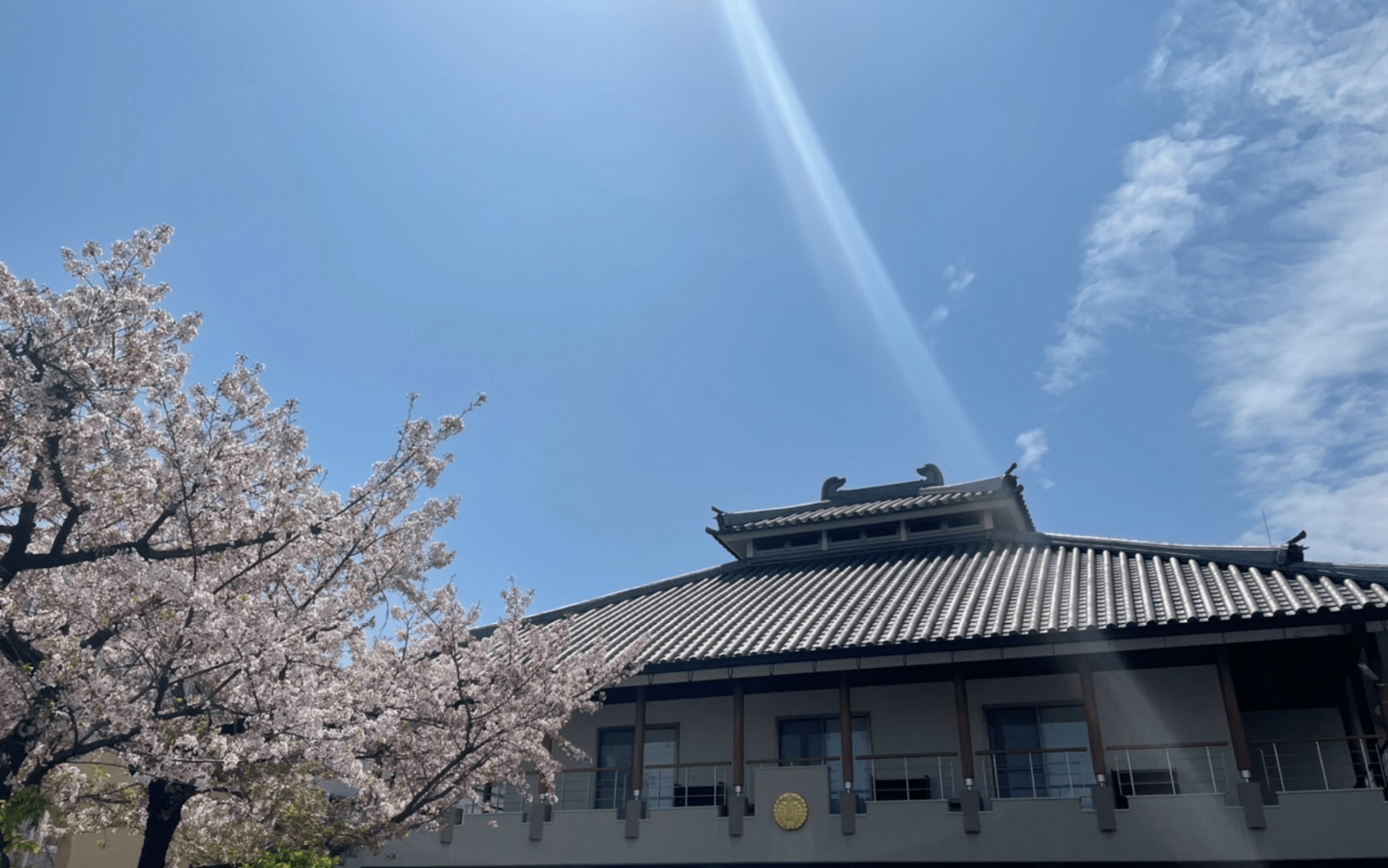 廣福寺の本堂と桜の風景